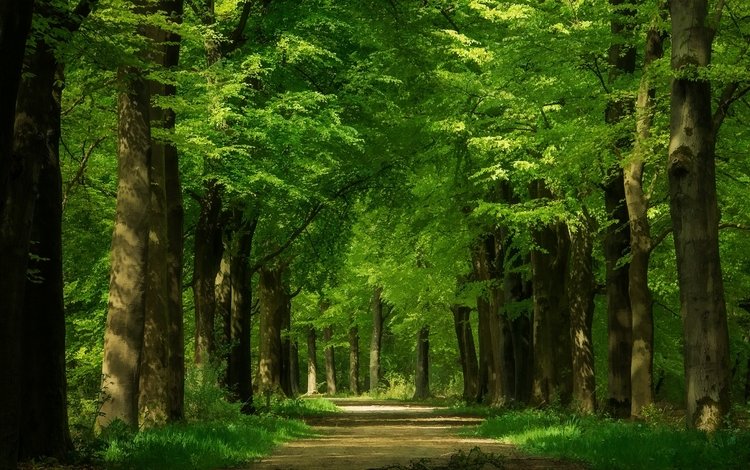 дорога, деревья, зелень, стволы, аллея, кроны, road, trees, greens, trunks, alley, crown