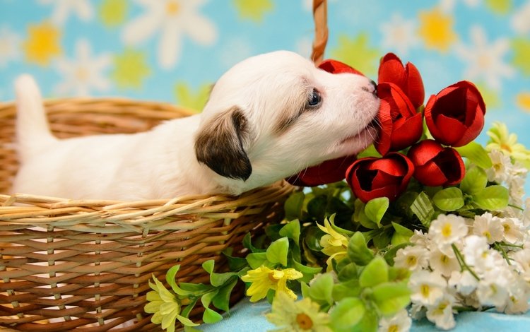 цветы, щенок, корзина, малыш, flowers, puppy, basket, baby