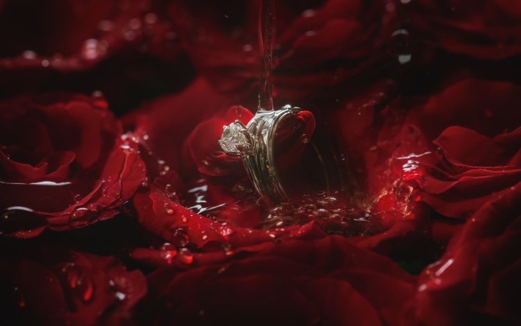 вода, роза, лепестки, кольцо, water, rose, petals, ring