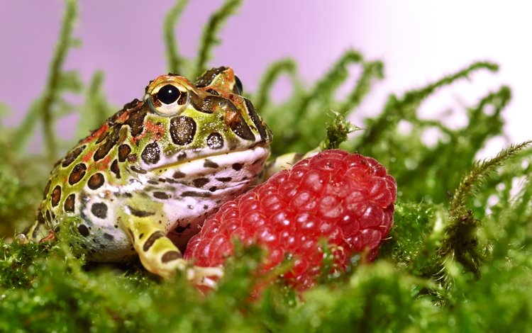 трава, малина, ягода, лягушка, жаба, grass, raspberry, berry, frog, toad