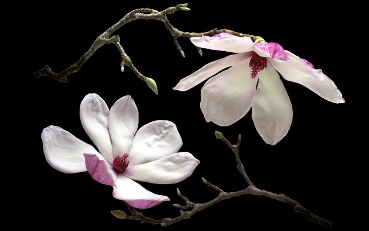 макро, лепестки, магнолия, macro, petals, magnolia