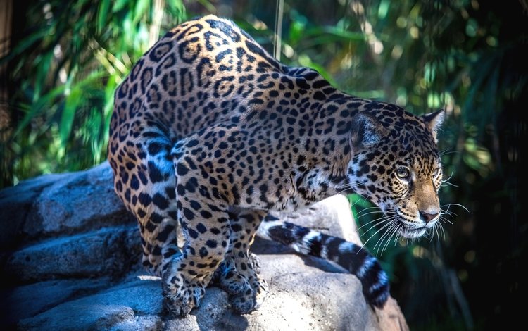 пятна, хищник, большая кошка, ягуар, spot, predator, big cat, jaguar