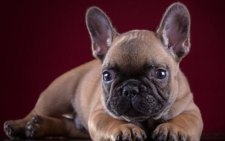 французский, портрет, мордочка, взгляд, щенок, ушки, лапки, бульдог, французский бульдог, french, portrait, muzzle, look, puppy, ears, legs, bulldog, french bulldog