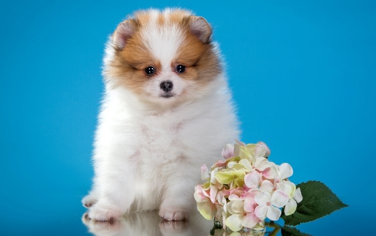 цветы, щенок, милый, шпиц, flowers, puppy, cute, spitz