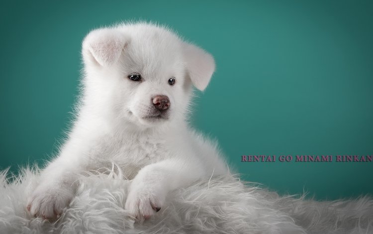 пушистый, белый, щенок, песик, милый, японская акита, fluffy, white, puppy, doggie, cute, japanese akita