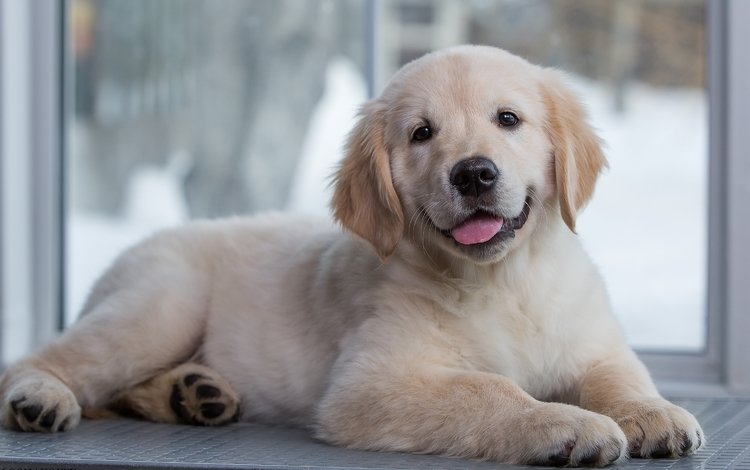 щенок, золотистый ретривер, голден ретривер малыш, puppy, golden retriever, golden retriever baby