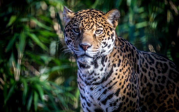морда, портрет, хищник, ягуар, face, portrait, predator, jaguar
