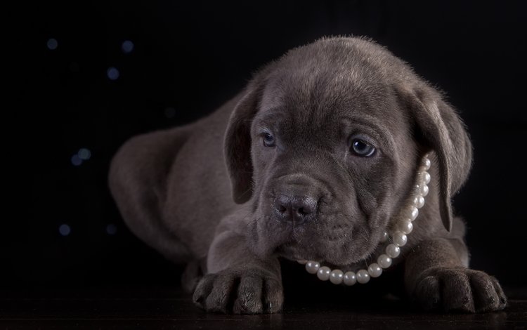 щенок, порода, ожерелье, кане-корсо, puppy, breed, necklace, cane corso