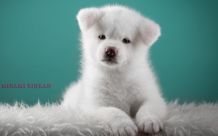 белый, щенок, милый, японская акита, white, puppy, cute, japanese akita