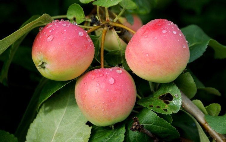 листья, ветки, капли, яблоки, плоды, leaves, branches, drops, apples, fruit