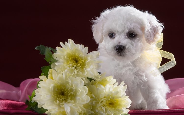 цветы, белый, собака, щенок, хризантемы, милый, бишон фризе, flowers, white, dog, puppy, chrysanthemum, cute, bichon frise
