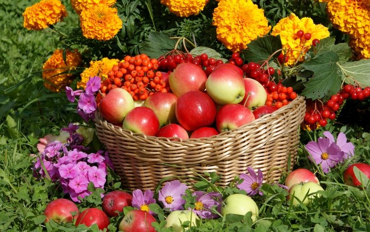 цветы, флоксы, яблоки, корзина, урожай, рябина, бархатцы, космея, калина, flowers, phlox, apples, basket, harvest, rowan, marigolds, kosmeya, kalina
