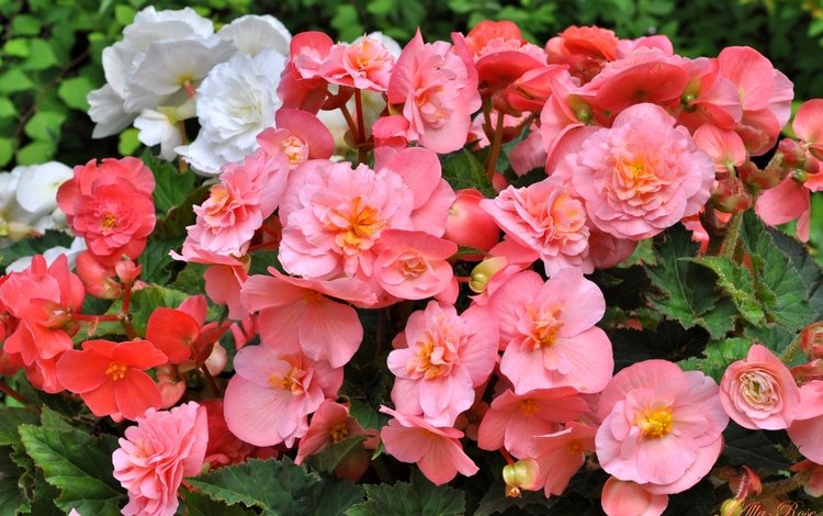 цветы, лепестки, розовые, белые, бегония, flowers, petals, pink, white, begonia