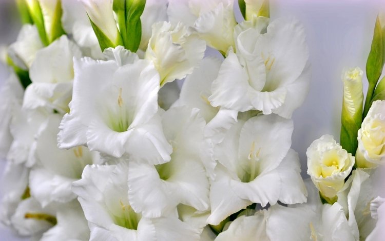 макро, белый, гладиолус, macro, white, gladiolus