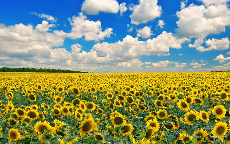 небо, валлпапер, облака, природа, пейзаж, поле, горизонт, подсолнухи, желтые, the sky, wallpaper, clouds, nature, landscape, field, horizon, sunflowers, yellow