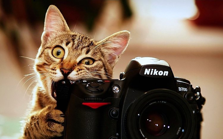 кот, аппарат, валлпапер, nicon, cat, camera, wallpaper