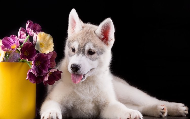 глаза, цветы, мордочка, взгляд, собака, щенок, хаски, язык, eyes, flowers, muzzle, look, dog, puppy, husky, language