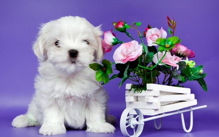 цветы, щенок, милый, flowers, puppy, cute
