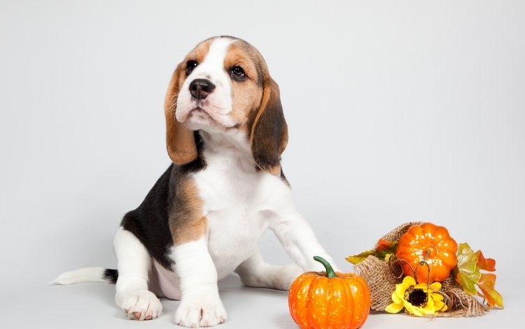 щенок, уши, порода, тыква, бигль, puppy, ears, breed, pumpkin, beagle