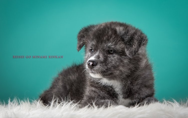 серый, щенок, японская акита, grey, puppy, japanese akita