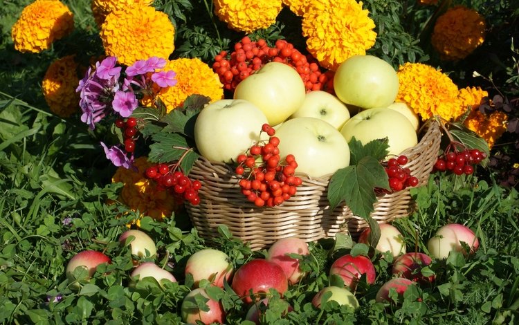 цветы, яблоки, корзина, рябина, бархатцы, калина, флоксы, flowers, apples, basket, rowan, marigolds, kalina, phlox