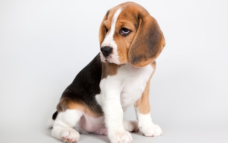 щенок, милый, бигль, puppy, cute, beagle