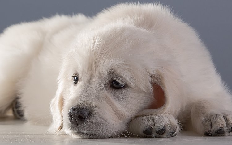 белый, щенок, ретривер, white, puppy, retriever