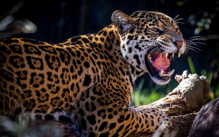 пятна, хищник, ягуар, оскал, рык, spot, predator, jaguar, grin, roar