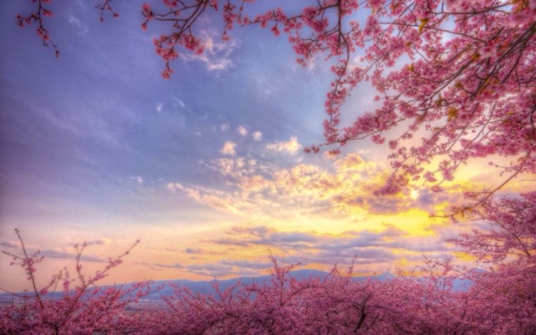 небо, цветение, весна, розовый, сакура, the sky, flowering, spring, pink, sakura