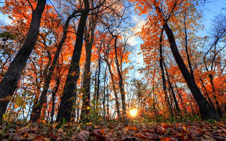 небо, деревья, солнце, лес, листья, лучи, осень, the sky, trees, the sun, forest, leaves, rays, autumn
