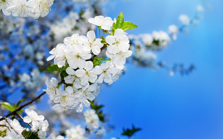 цветение, вишня, распускание, вишенка, flowering trees, flowering, cherry, blooming