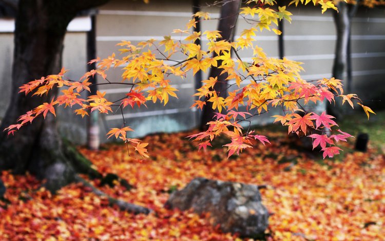 дерево, листья, ветки, листва, осень, японии, осен, tree, leaves, branches, foliage, autumn, japan