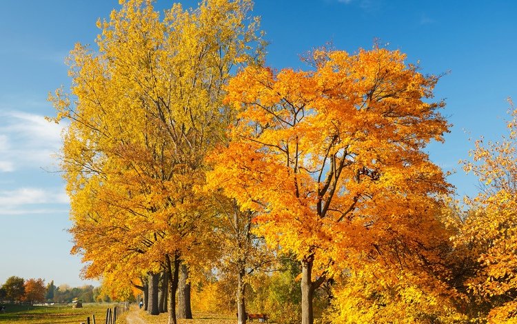 небо, деревья, пейзаж, осень, autumn trees, the sky, trees, landscape, autumn