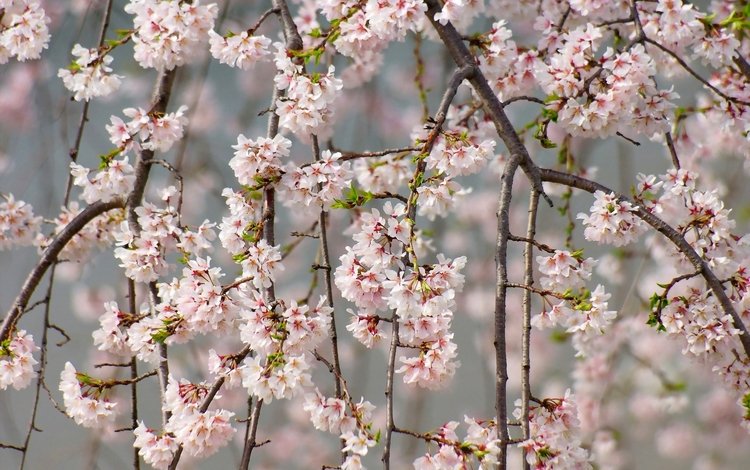 ветки, весна, вишня, сакура, нежность, branches, spring, cherry, sakura, tenderness