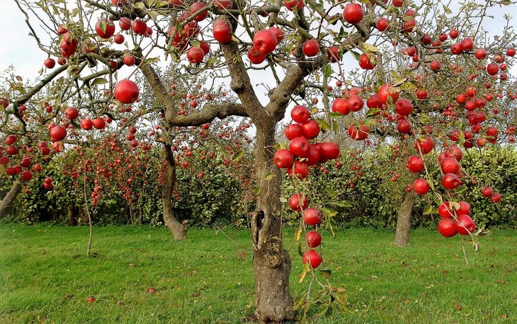 яблоки, осень, сад, яблони, apples, autumn, garden, apple