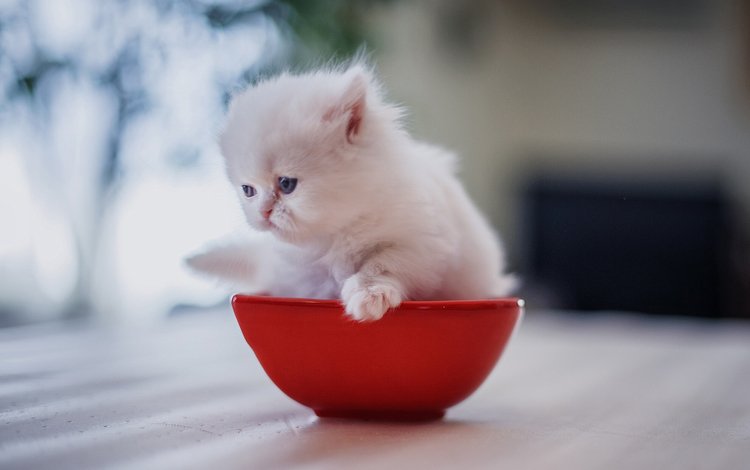 котенок, малыш, миска, белый котёнок, персидская кошка, kitty, baby, bowl, white kitten, persian cat