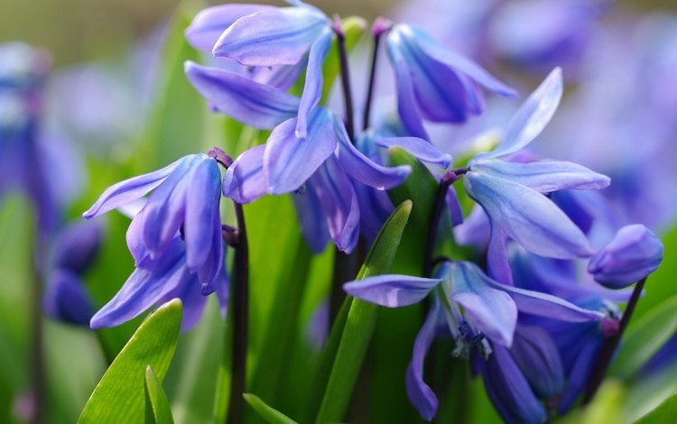 цветы, макро, весна, синие, первоцвет, пролеска, flowers, macro, spring, blue, primrose, scilla