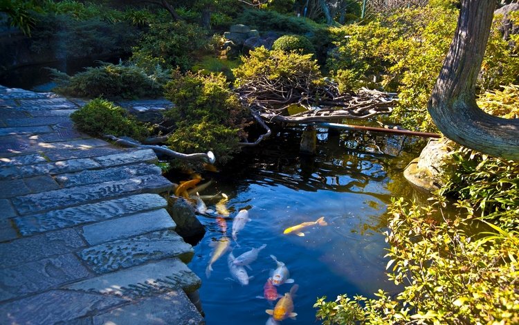 японский сад, камни, нагасаки, дорожка, кусты, япония, сад, разноцветная, пруд, рыба, japanese garden, stones, nagasaki, track, the bushes, japan, garden, colorful, pond, fish