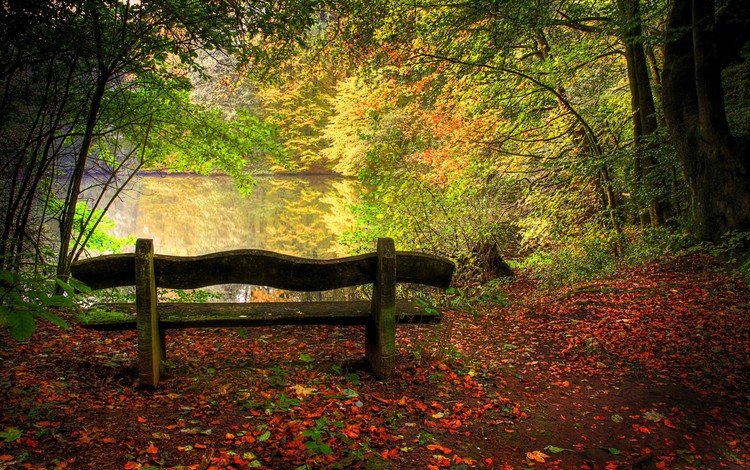 деревья, озеро, природа, листья, пейзаж, осень, скамейка, trees, lake, nature, leaves, landscape, autumn, bench
