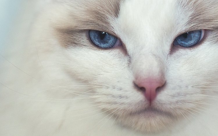 мордочка, кошка, взгляд, голубые глаза, рэгдолл, muzzle, cat, look, blue eyes, ragdoll