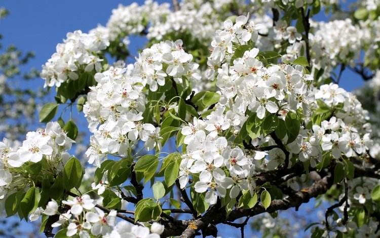 дерево, цветение, ветки, весна, груша, tree, flowering, branches, spring, pear