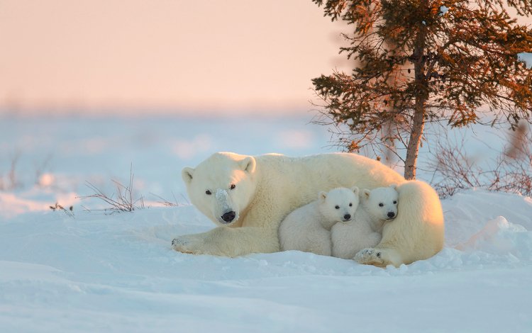 белый медведь, медведица, медвежата, polar bear, bear, bears