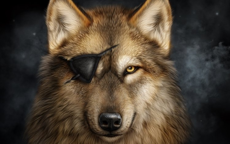 портрет, взгляд, хищник, повязка, волк, одноглазый, portrait, look, predator, headband, wolf, one-eyed