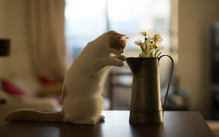 цветы, кот, кошка, котенок, стол, benjamin torode, бенджамин тород, ханна, flowers, cat, kitty, table, benjamin torod, hannah