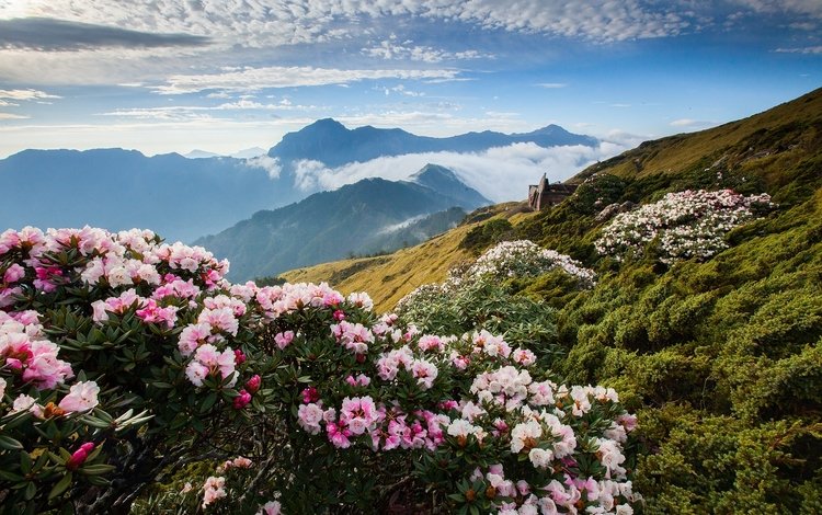 цветы, облака, горы, азалия, рододендрон, flowers, clouds, mountains, azalea, rhododendron