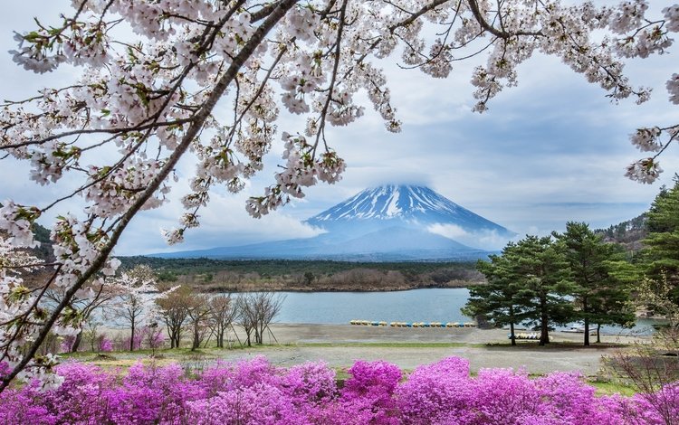 цветы, гора, япония, весна, сакура, фудзияма, flowers, mountain, japan, spring, sakura, fuji