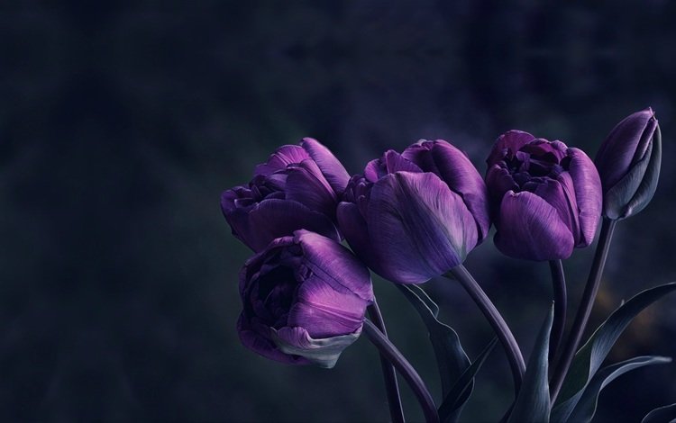 цветы, бутоны, букет, тюльпаны, фиолетовые, flowers, buds, bouquet, tulips, purple