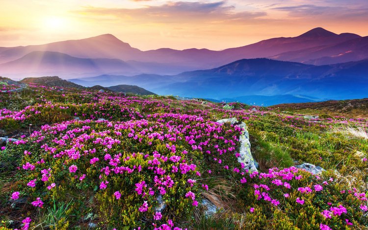 цветы, горы, восход, дымка, цветочный склон, flowers, mountains, sunrise, haze, flower slope