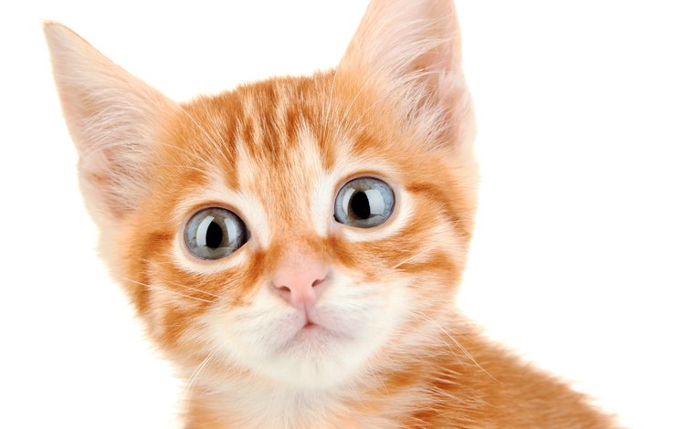 глаза, котенок, коты, котята, рыжий, взор, eyes, kitty, cats, kittens, red
