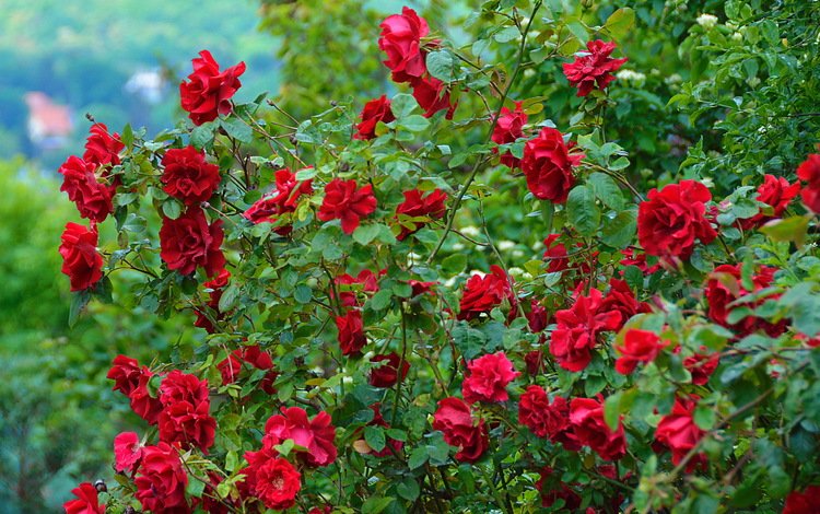 цветы, природа, кусты, розы, роза, красные, краcный, на природе,  цветы, flowers, nature, the bushes, roses, rose, red
